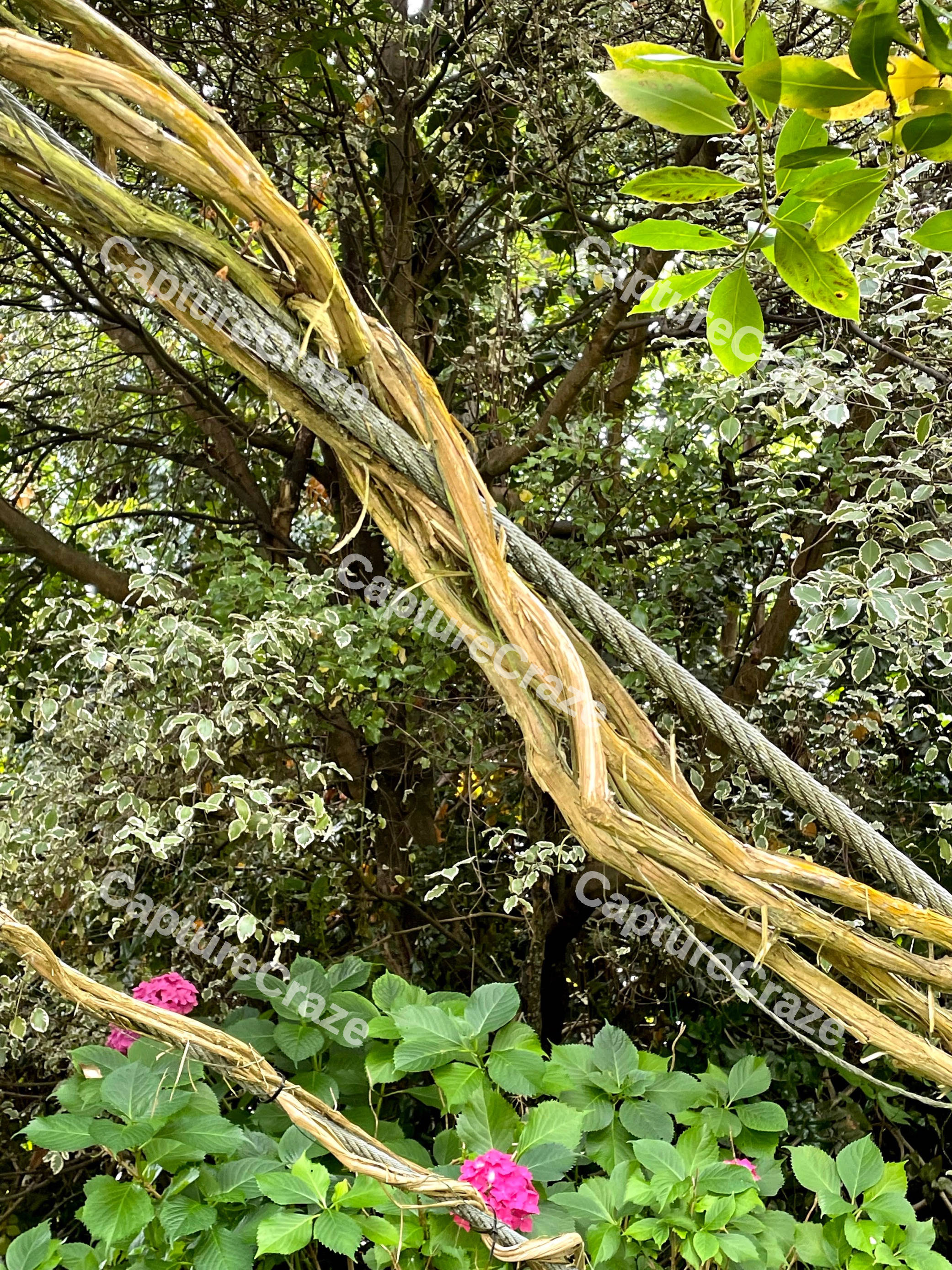 Vines Wrapping Around Cable